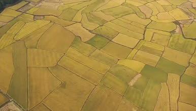航拍丰收的农田稻田视频的预览图